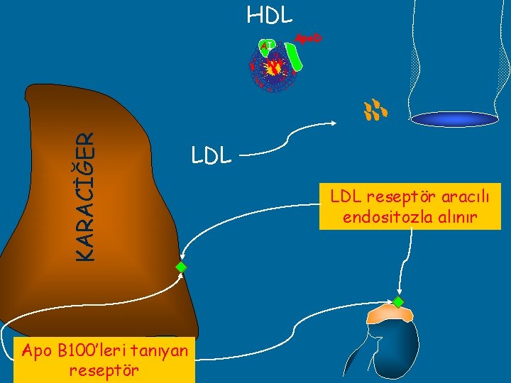 HDL KARACİĞER AI Apo B 100’leri tanıyan reseptör Apo. D LDL reseptör aracılı endositozla