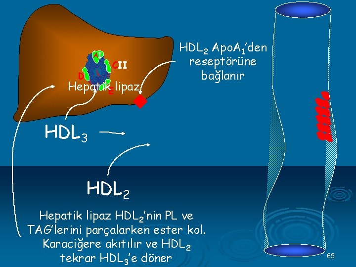 AI D CII Hepatik. E lipaz HDL 2 Apo. A 1’den reseptörüne bağlanır HDL