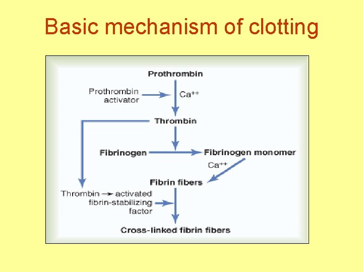 Basic mechanism of clotting 