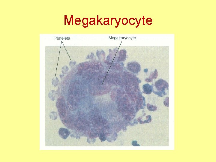 Megakaryocyte 