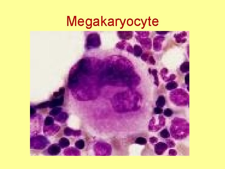 Megakaryocyte 