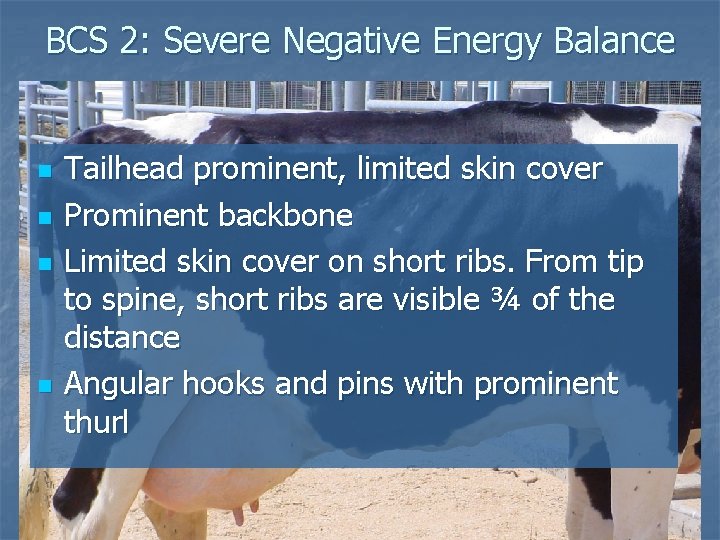 BCS 2: Severe Negative Energy Balance n n Tailhead prominent, limited skin cover Prominent