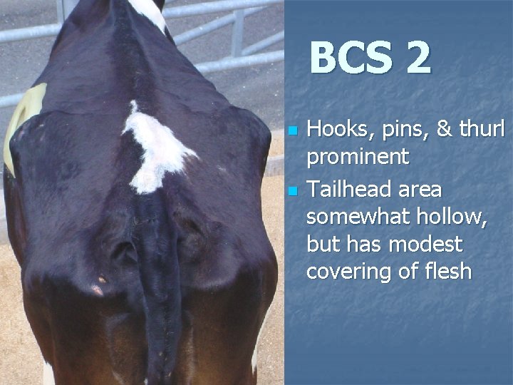 BCS 2 n n Hooks, pins, & thurl prominent Tailhead area somewhat hollow, but