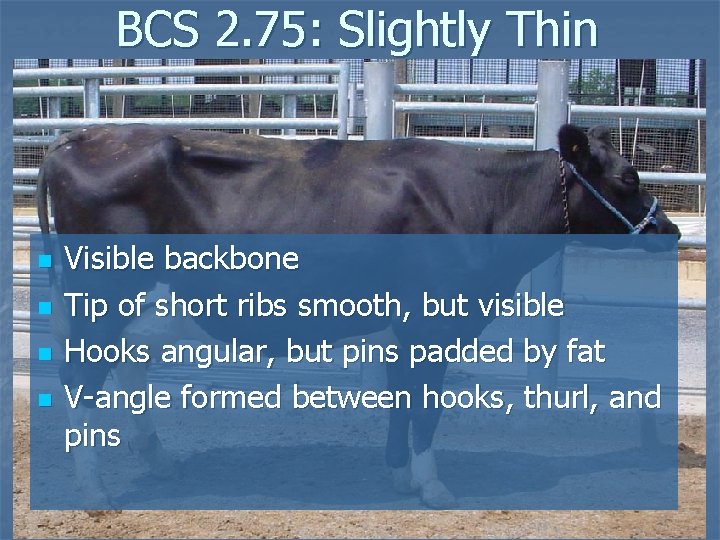 BCS 2. 75: Slightly Thin n n Visible backbone Tip of short ribs smooth,