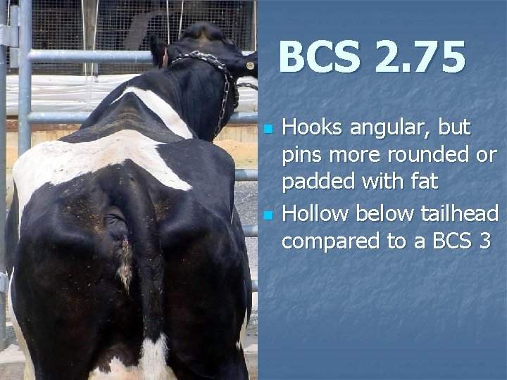 BCS 2. 75 n n Hooks angular, but pins more rounded or padded with