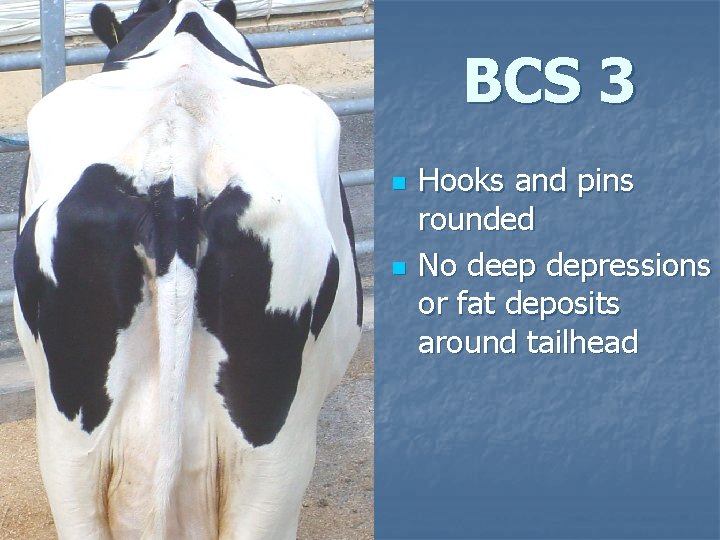 BCS 3 n n Hooks and pins rounded No deep depressions or fat deposits