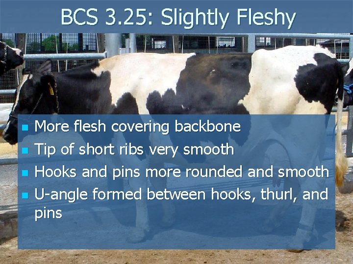 BCS 3. 25: Slightly Fleshy n n More flesh covering backbone Tip of short