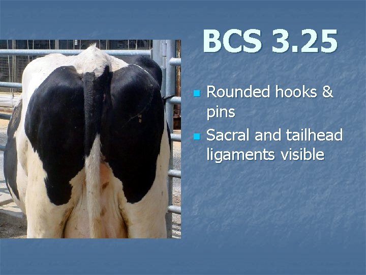 BCS 3. 25 n n Rounded hooks & pins Sacral and tailhead ligaments visible
