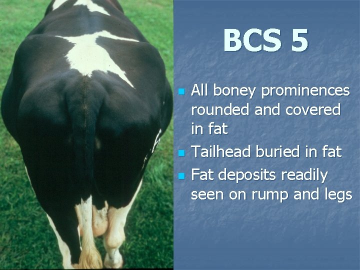 BCS 5 n n n All boney prominences rounded and covered in fat Tailhead