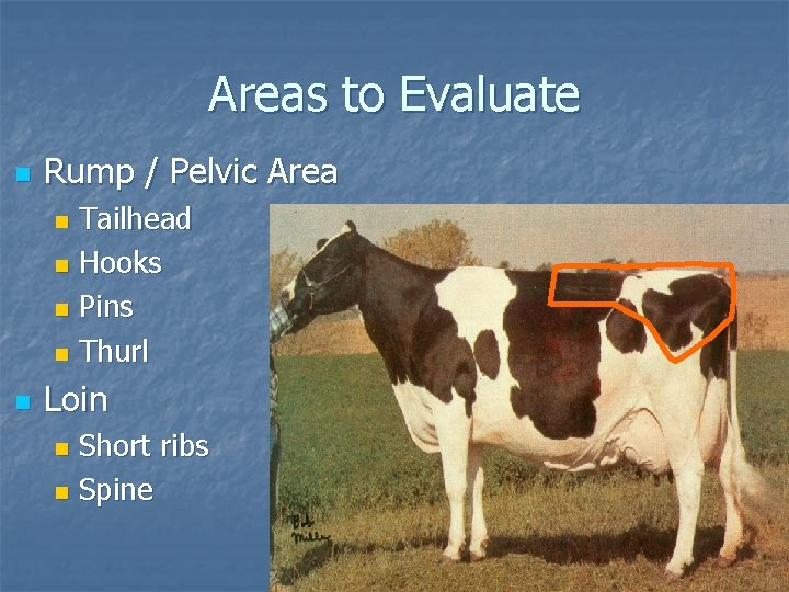 Areas to Evaluate n Rump / Pelvic Area Tailhead n Hooks n Pins n
