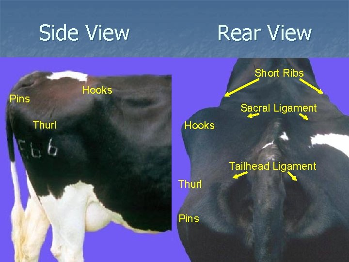 Side View Rear View Short Ribs Hooks Pins Sacral Ligament Thurl Hooks Tailhead Ligament