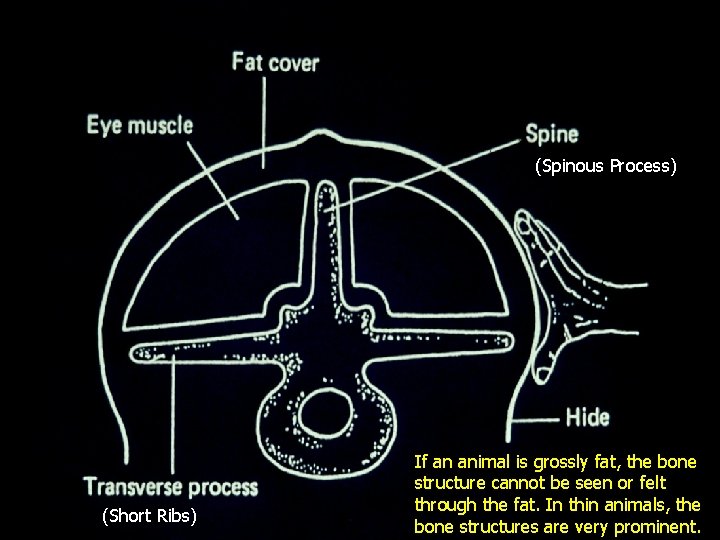 (Spinous Process) (Short Ribs) If an animal is grossly fat, the bone structure cannot