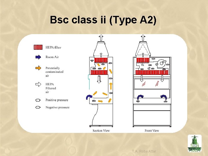 Bsc class ii (Type A 2) T. A. Roba Attar 