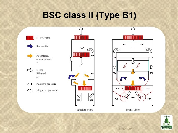 BSC class ii (Type B 1) T. A. Roba Attar 