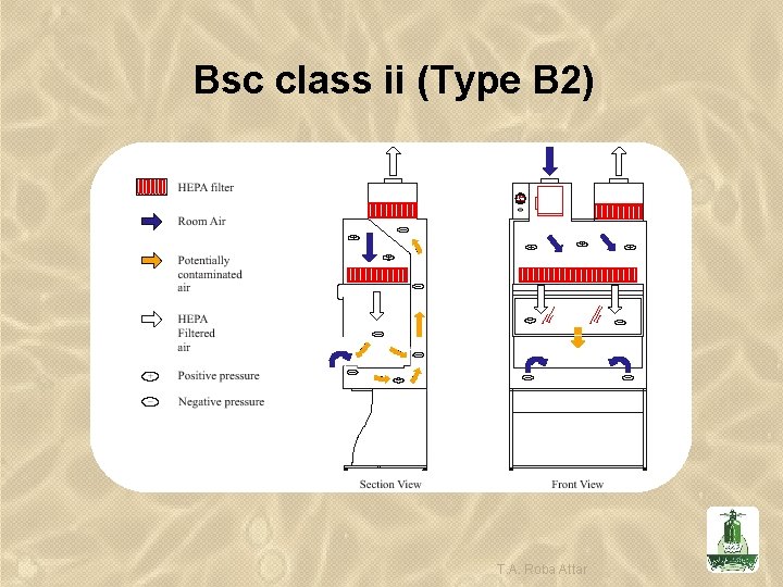 Bsc class ii (Type B 2) T. A. Roba Attar 