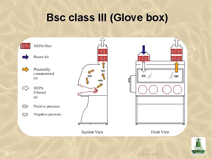 Bsc class III (Glove box) T. A. Roba Attar 