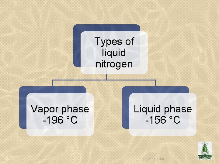 Types of liquid nitrogen Vapor phase -196 °C Liquid phase -156 °C T. A.