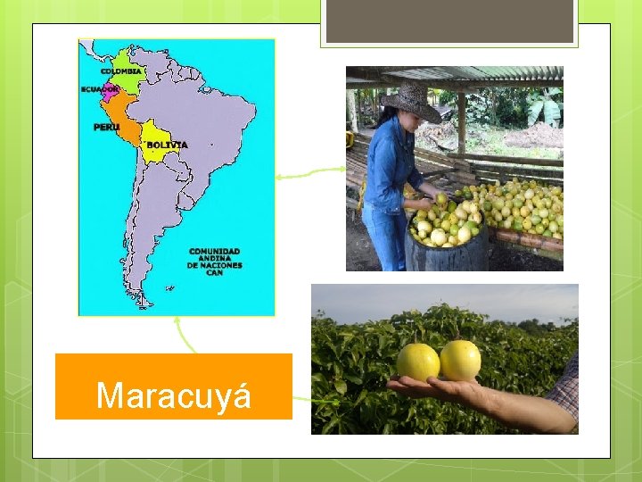 Maracuyá 