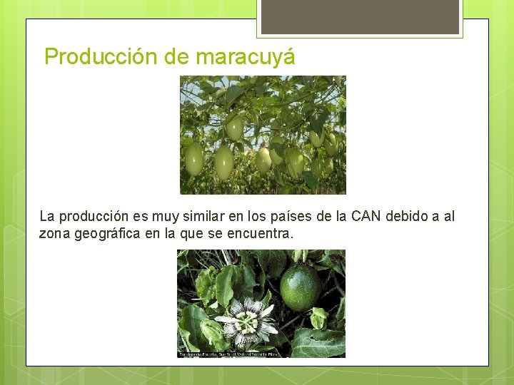 Producción de maracuyá La producción es muy similar en los países de la CAN