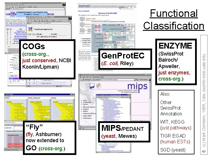 Functional Classification (cross-org. , just conserved, NCBI Koonin/Lipman) Gen. Prot. EC (E. coli, Riley)