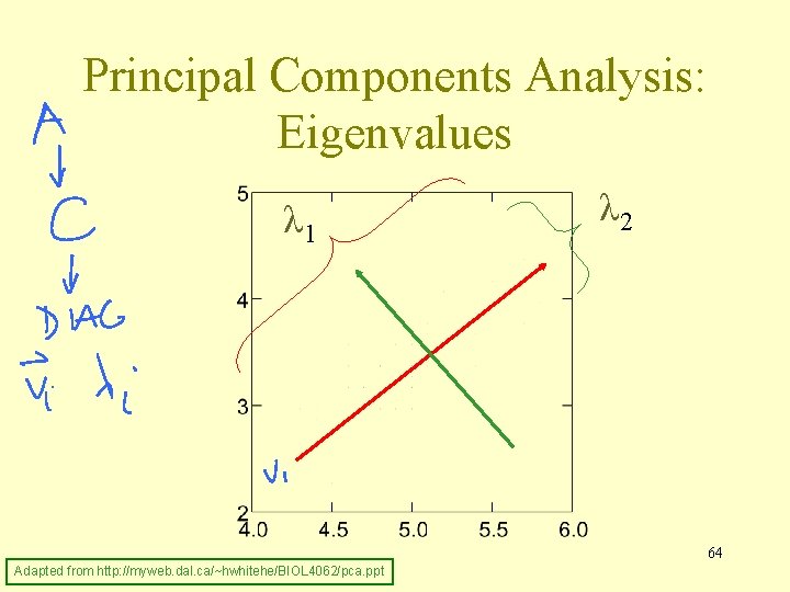 Principal Components Analysis: Eigenvalues λ 1 λ 2 64 Adapted from http: //myweb. dal.