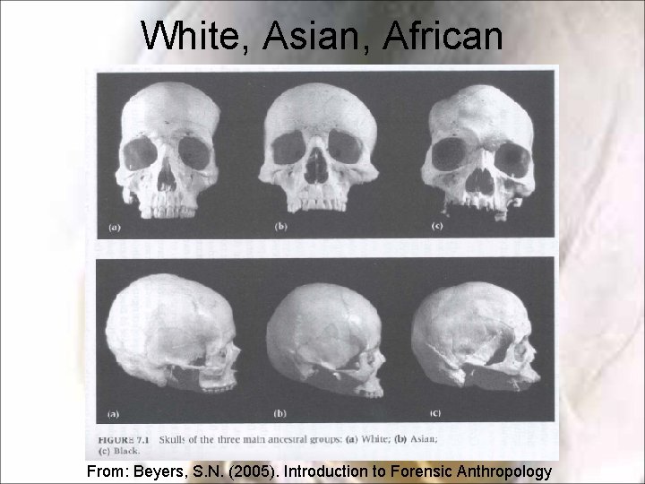 White, Asian, African From: Beyers, S. N. (2005). Introduction to Forensic Anthropology White, Asian, African From: Beyers, S. N. (2005). Introduction to Forensic Anthropology