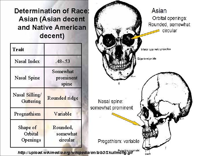 Determination of Race: Asian (Asian decent and Native American decent) Trait Nasal Index Nasal