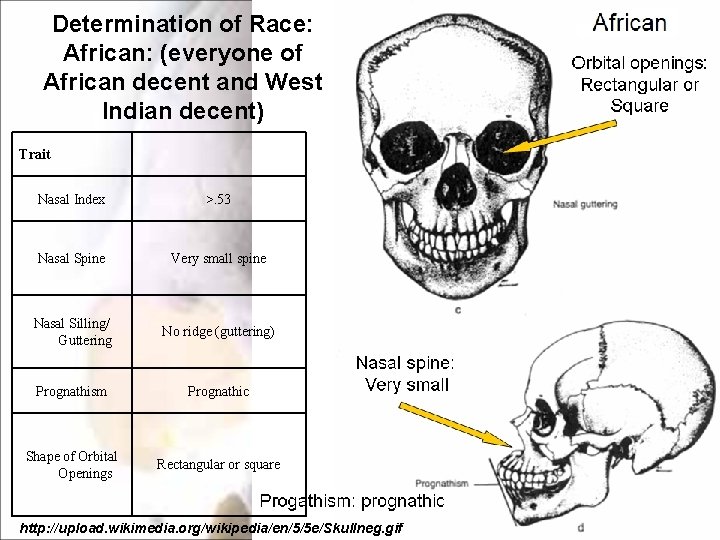 Determination of Race: African: (everyone of African decent and West Indian decent) Trait Nasal Determination of Race: African: (everyone of African decent and West Indian decent) Trait Nasal