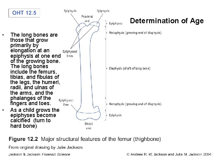 Determination of Age • • The long bones are those that grow primarily by Determination of Age • • The long bones are those that grow primarily by