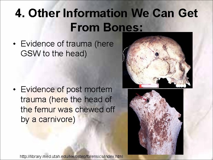 4. Other Information We Can Get From Bones: • Evidence of trauma (here GSW