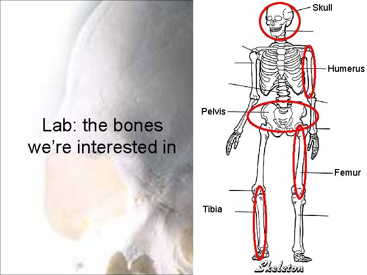 Skull Humerus Lab: the bones we’re interested in Pelvis Femur Tibia 