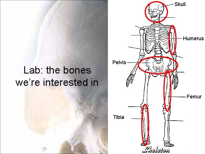 Skull Humerus Lab: the bones we’re interested in Pelvis Femur Tibia Skull Humerus Lab: the bones we’re interested in Pelvis Femur Tibia