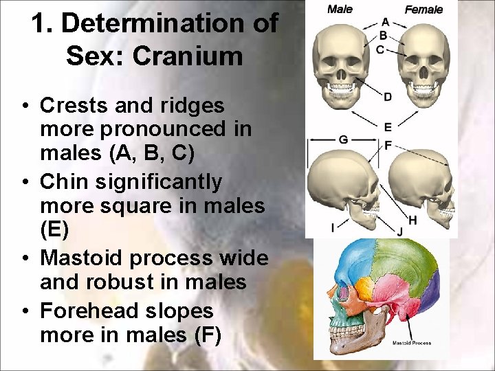 1. Determination of Sex: Cranium • Crests and ridges more pronounced in males (A, 1. Determination of Sex: Cranium • Crests and ridges more pronounced in males (A,