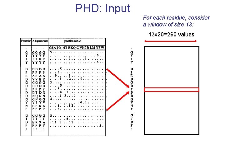 PHD: Input For each residue, consider a window of size 13: 13 x 20=260