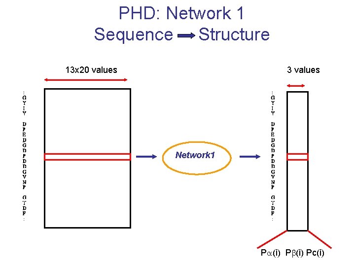 PHD: Network 1 Sequence Structure 13 x 20 values 3 values Network 1 P