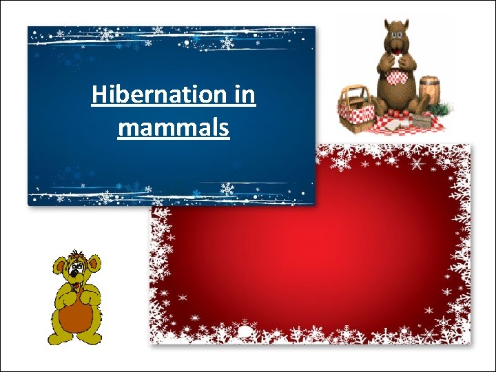 Hibernation in mammals 