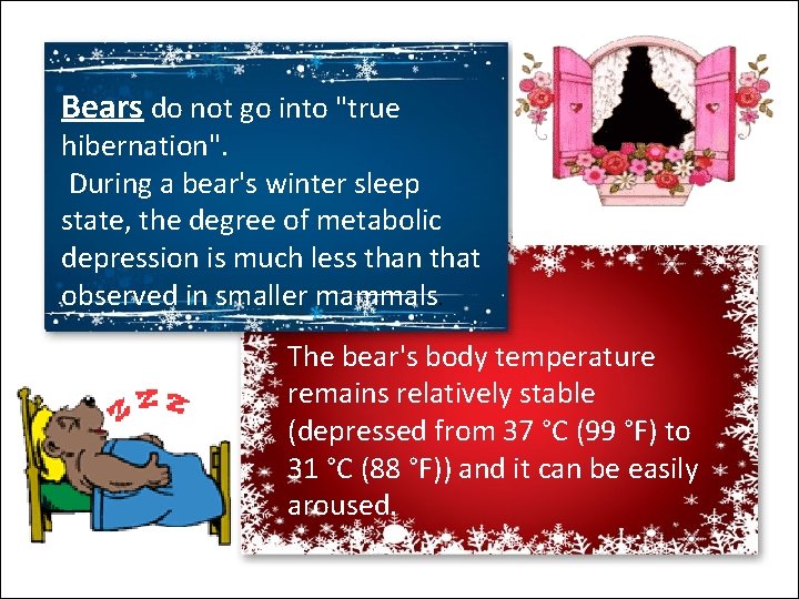 Bears do not go into "true hibernation". During a bear's winter sleep state, the