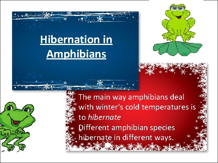 Hibernation in Amphibians The main way amphibians deal with winter's cold temperatures is to