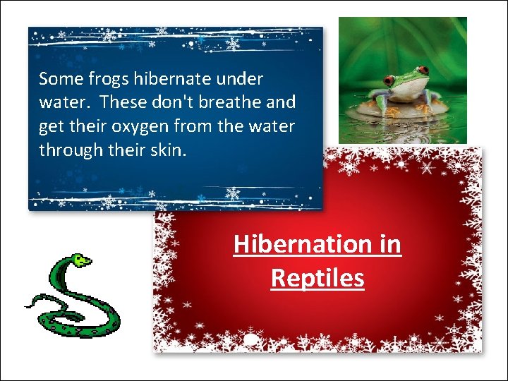 Some frogs hibernate under water. These don't breathe and get their oxygen from the