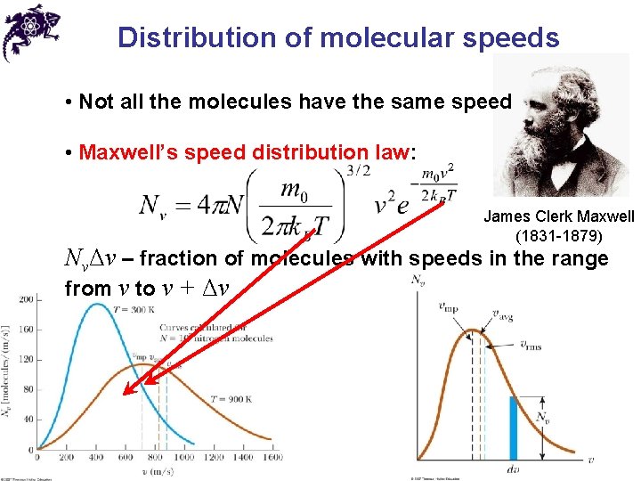 Distribution of molecular speeds • Not all the molecules have the same speed •