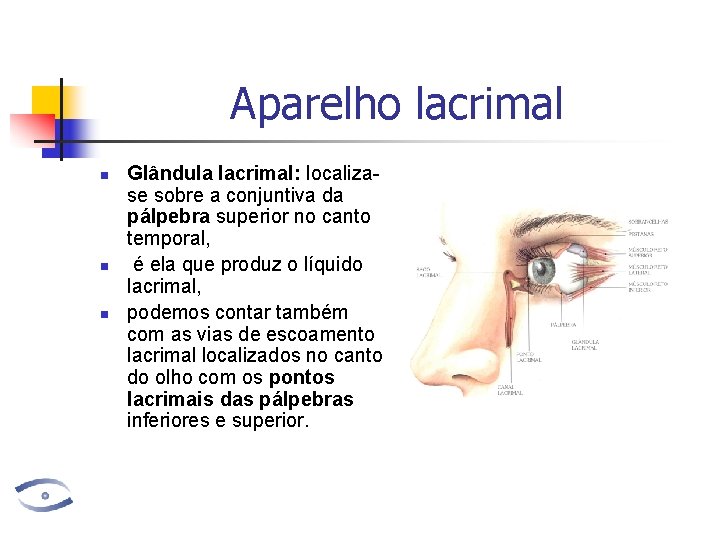 Aparelho lacrimal n n n Glândula lacrimal: localizase sobre a conjuntiva da pálpebra superior