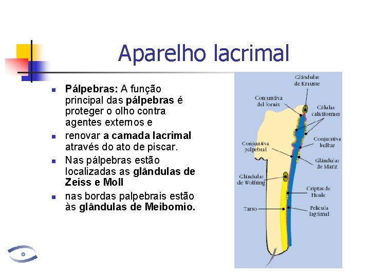 Aparelho lacrimal n n Pálpebras: A função principal das pálpebras é proteger o olho