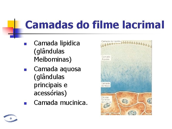 Camadas do filme lacrimal n n n Camada lipidica (glândulas Meibominas) Camada aquosa (glândulas