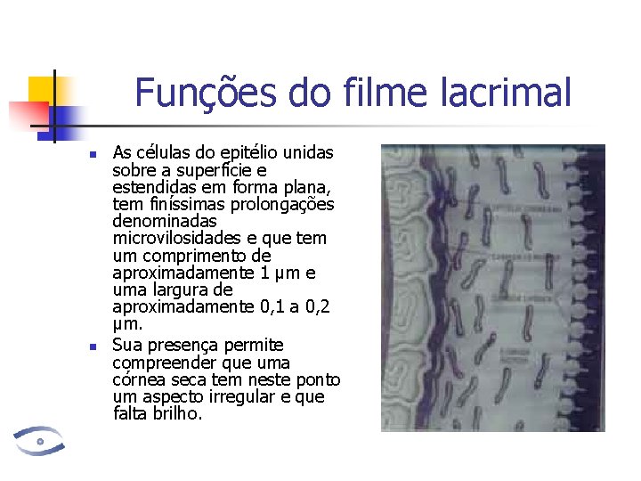 Funções do filme lacrimal n n As células do epitélio unidas sobre a superfície