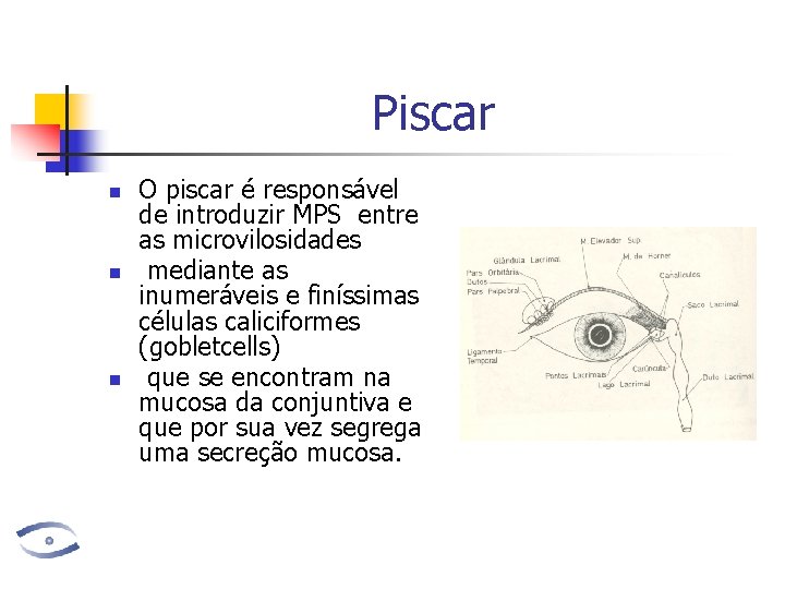 Piscar n n n O piscar é responsável de introduzir MPS entre as microvilosidades