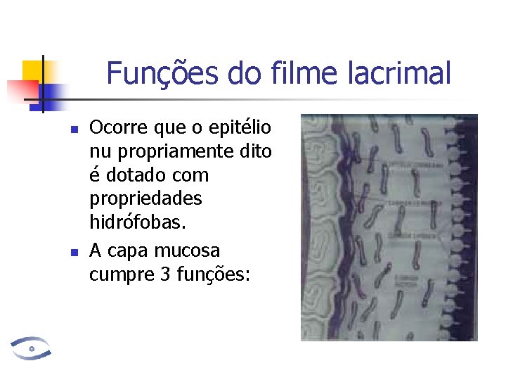 Funções do filme lacrimal n n Ocorre que o epitélio nu propriamente dito é