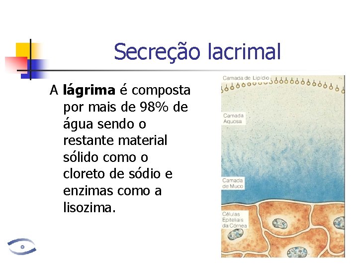 Secreção lacrimal A lágrima é composta por mais de 98% de água sendo o