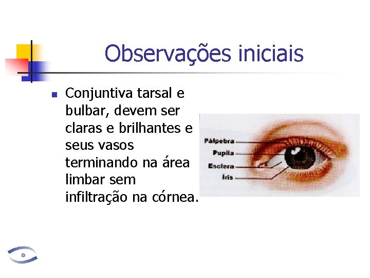 Observações iniciais n Conjuntiva tarsal e bulbar, devem ser claras e brilhantes e seus