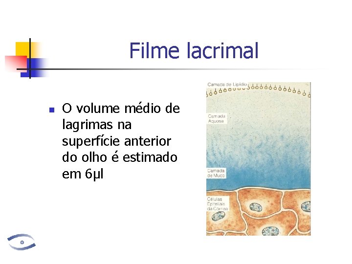 Filme lacrimal n O volume médio de lagrimas na superfície anterior do olho é