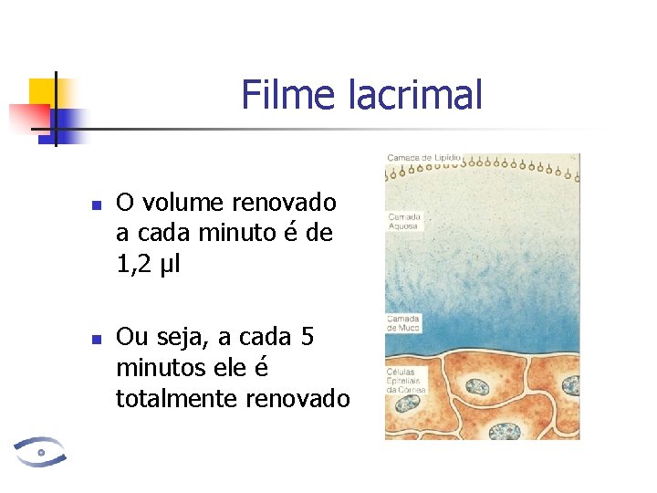 Filme lacrimal n n O volume renovado a cada minuto é de 1, 2